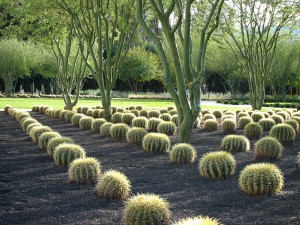 花园中成排的仙人掌，lsu风景园林校友设计正规华体会官网app下载hth华体会体育app官网